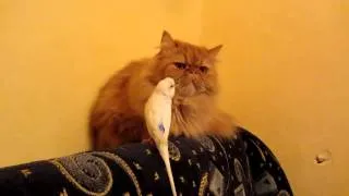 Кот и попугай  Очень смешное видео! 720