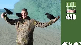 Fieldsports Britain - Crow on Crows