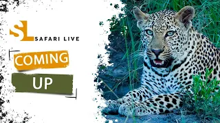 SafariLIVE Sunset Safari - Repeat - 06 May 2024