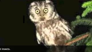 Tengmalm's Owl Narrated Slideshow
