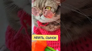 А вот и Мы Котики и Собачки #подборка