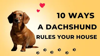 10 Ways A Dachshund Will Rule Your House