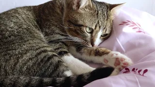 The Fluffy Kitten is Pampering Himself on His New Soft Pillow