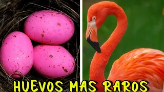 Descubre los HUEVOS MAS RAROS del Mundo 🥚🌎: ¡No Podras Creer Lo Que Ves! 😨😱