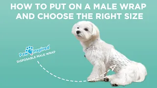 How to Put on a Male Wrap and Choose the Right Size | Paw Inspired® Disposable Belly Bands