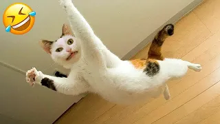 New Funny Animals😬🐶Best Funny Dogs and Cats Videos Of The Week😻#14