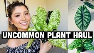 PLANT HAUL OCTOBER 2020 | UNCOMMON PLANT HAUL