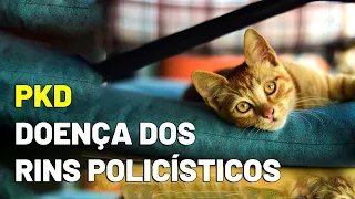 PKD: DOENÇA DOS RINS POLICÍSTICOS EM GATOS (DOENÇA RENAL) - Gatil Hauser