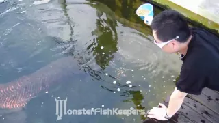 Feeding Arapaima Gigas : Max Koi Farm : MonsterFishKeepers.com : HD Quality : Part 2/2