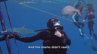 Dream Come True | Shark Week