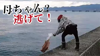 早く逃げて～ものすごい巨大な怪魚が堤防で母ちゃんを襲う！