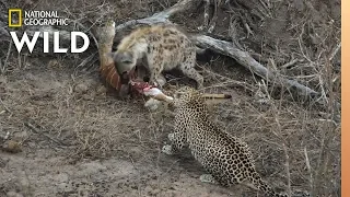 Hyena and Leopard Share a Meal—Before a Surprise Upsets Truce | Nat Geo Wild