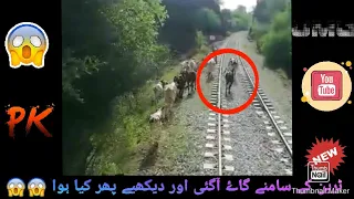Train Is About to Crash Cow