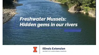 Freshwater Mussels: Hidden Gems in Our Rivers