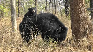 Satpura N.P. India