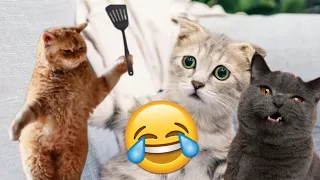 The Funniest Cat Videos and Compilations of 2024 | Try not to laugh | watch till end 😂😂