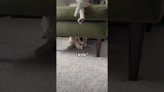 SASSY Mini Husky ONLY listens to DAD!
