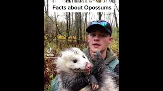 Opossum Facts | Surprisingly cooler than you'd think!