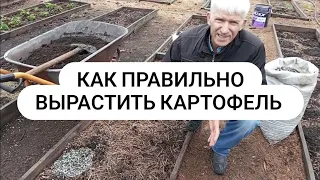 Как вырастить много здорового картофеля Правильно