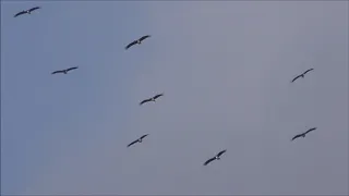 Black Stork Migration, Tarifa-Gibraltar