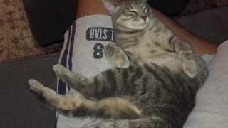 Cat sleeping in most awkward pose