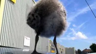 Baby Seagull comes to play at lunch time - Very cute!