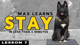 Teach Your Puppy STAY in 5 Minutes - Puppy Training