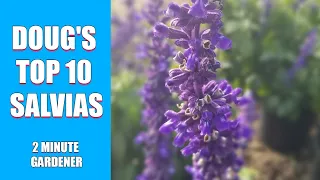Doug's Top 10 Salvias for your garden