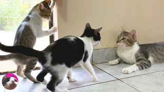 I was impressed by the caring behavior of an older cat first meeting new rescued kitten