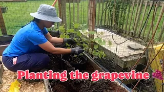 Planting my grapevine. #grapevine #gardening #BackyardGardening