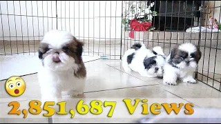 3 Adorable Shih Tzu Puppies | So playful