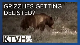 What potential delisting grizzly bears means for Montana