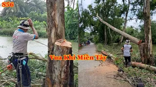 Chuyện gì đã xảy ra ... khi Vua Khỉ Miền Tây cưa hạ cây Bạch Đàn có 2 thân ? Cutting eucalyptus tree