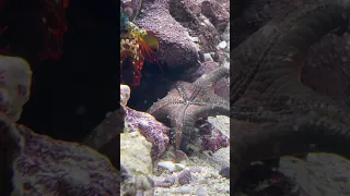 Baby Mantis Shrimp argues with starfish friend!!