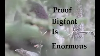Proof Bigfoot is Enormous.  Sasqautch are stronger than Gorillas?