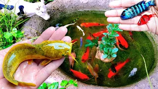 Amazing Video Of Catching Fish In Tiny Ponds, Koi, Betta fish, Goldfish, Cute animals videos