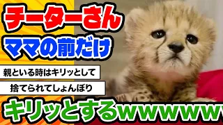 【2ch動物スレ】チーターの赤ちゃん…野生でお母さんと一緒だとキリッとしてるwww