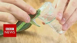 'I inject myself with snake venom' - BBC News