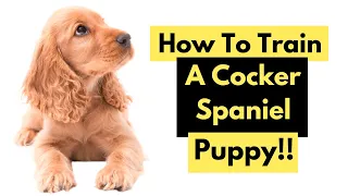 How To Train A Cocker Spaniel - Training A Cocker Spaniel Puppy