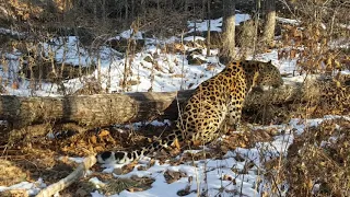 ДАЛЬНЕВОСТОЧНЫЙ ЛЕОПАРД ВЕЛИКОРОСС В ПРИМОРСКОМ САФАРИ-ПАРКЕ