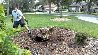 La manera mas rapida y economica de remover un arbol