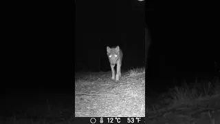 Italian wolf takes a close look at the trail camera - Lupo da vicino