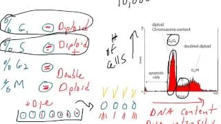 Cell cycle analysis