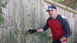 How to train Climbing Roses