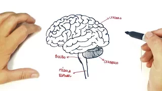 How to draw a The human Brain | The human Brain Easy Draw Tutorial