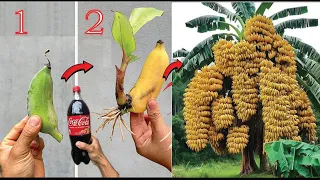 SUPER SPECIAL TECHNIQUE for propagating bananas with coca-cola, growing super fast and effectively