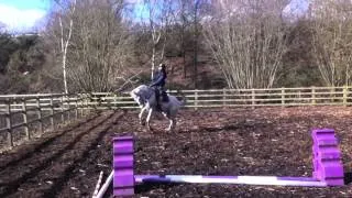 Crazy Rearing and Bronking Horse