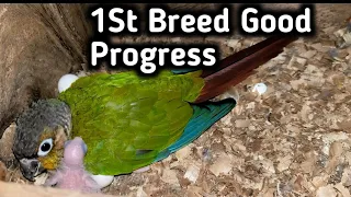 Remove unfertile eggs 🥚🥚 of Conure ll And 2 chick in 1St breed