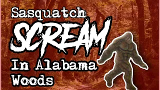 Sasquatch(Big Foot) Screams in Alabama Woods #trending