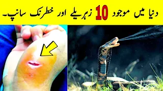 10 Most Amazing Snakes In The World | The Most Venomous Snakes The World Modern Dinosaurs